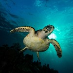 Underwater Photogtaphy SCUBA Diving Roatan Honduras