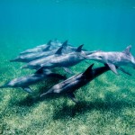 Dolphins-Roatan