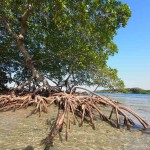 roatan mangrove tree