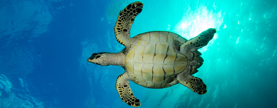 caribbean